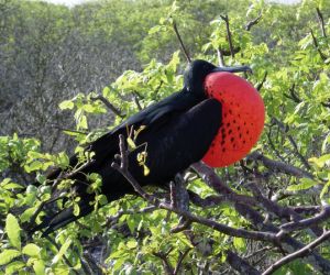 Frigate bird