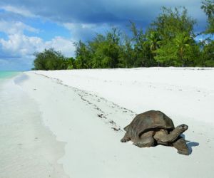 Giant tortoise, Aldabra