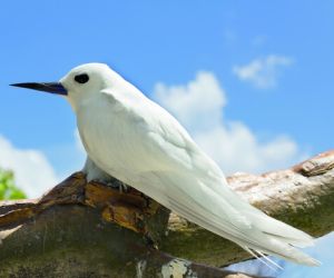 Fairy tern