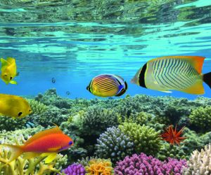 Bunaken National Park