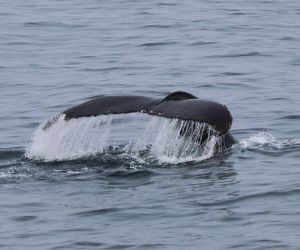 Humpback whale