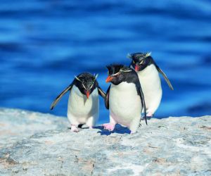 Rockhopper penguins