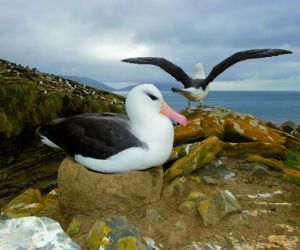 Black-browed Albatross, Falkland Islands