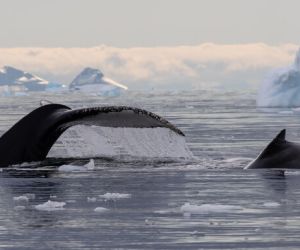 Humpback Whales