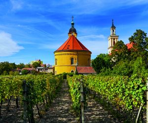Vineyard, Small Carpathians