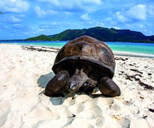 Giant tortoise