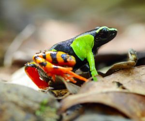 Mantella frog