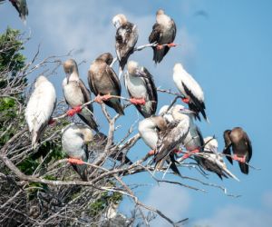 Red footed boobies