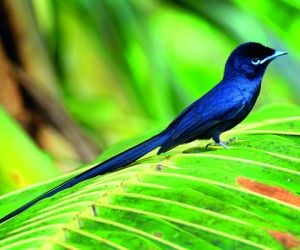 Paradise flycatcher