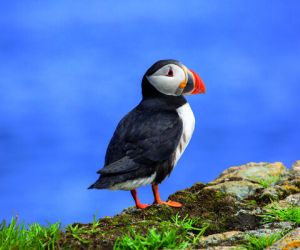 Atlantic puffin
