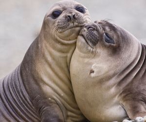 Elephant seals