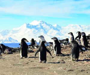 Chinstrap Penguin Colony, Deception Island