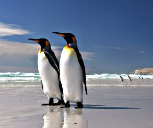 King penguins