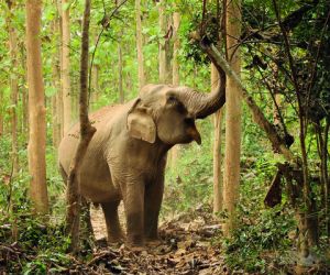 MandaLao Elephant Conservation