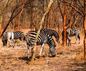 Zebras, Bandia Reserve, Senegal