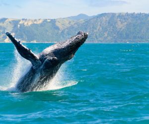 Whale watching, Kaikoura