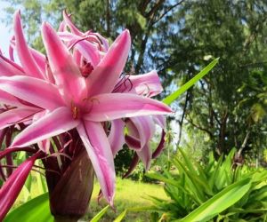 Seychelles lilies