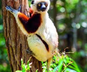 Coquerels Sifaka
