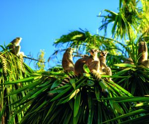 Ring-tailed lemurs