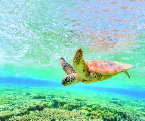 Turtle, Aldabra Atoll