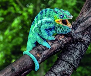Panther chameleon