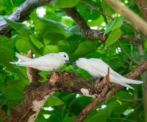 Fairy Terns