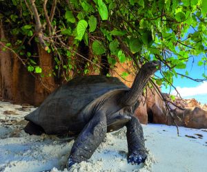 Giant tortoise, Aldabra