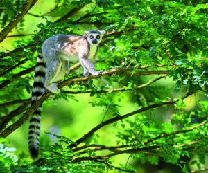 Ring-tailed lemur