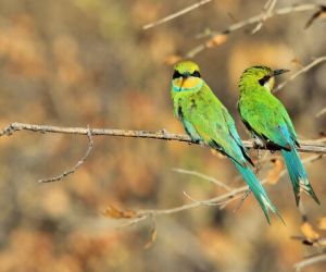Swallow-tailed bee-eater