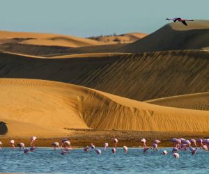 Flamingos in lagoon, Walvis Bay