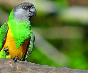 Senegal parrot