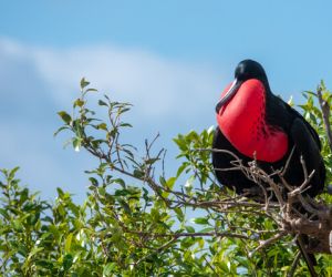 Frigate bird