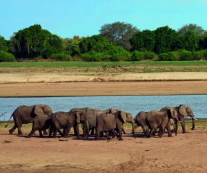 African elephants