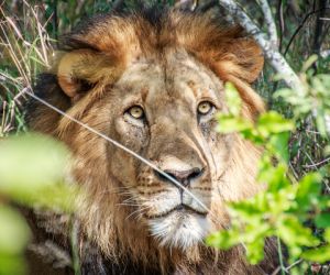 Lion, Kruger National Park