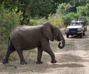 Game drive