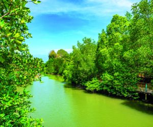 Mangrove forests of the Langkawi UNESCO Global Geopark