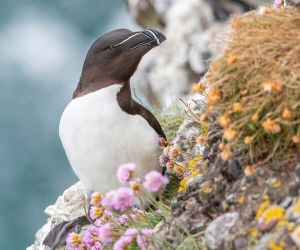 Razorbill