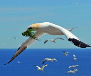 Northern Gannets