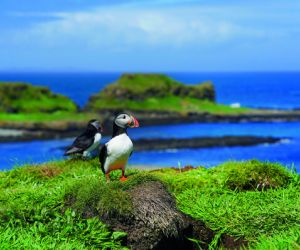 Puffins