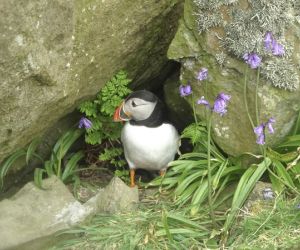 Puffin