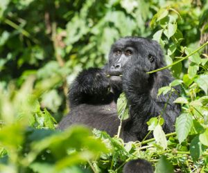 Mountain Gorilla, Volcanoes National Park, Rwanda