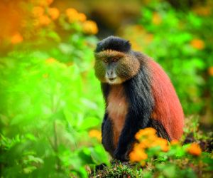 Golden monkey, Volcanoes National Park