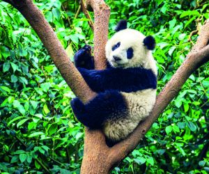 Giant Panda