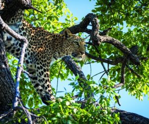 Leopard, Chobe National Park