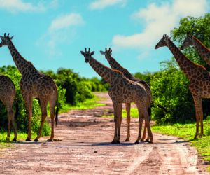 Giraffe, Chobe National Park