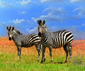 Zebras, Matusadona National Park