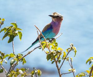 Lilac Breasted Roller