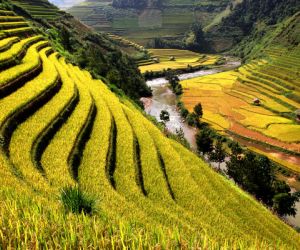 Rice fields