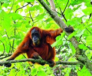 Orangutan