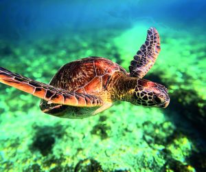 Sea turtle